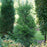 Holly, Squeeze Box® Inkberry Holly