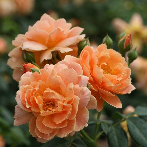 Rose, Proven Winners® Color Choice® At Last® Rose