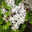 Lilac, Bloomin' Easy® Pearl Potion™ Korean Lilac