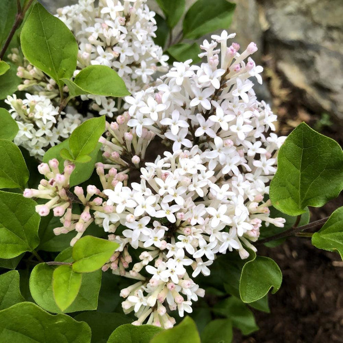 Lilac, Bloomin' Easy® Pearl Potion™ Korean Lilac