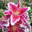 Lily, Stargazer Oriental Lily