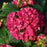 Hydrangea macrophylla 'Stragrum'  - Wee Bit Grumpy® Hydrangea