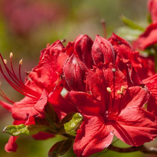 Azalea, First Editions Electric Lights Red Azalea