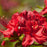 Azalea, First Editions Electric Lights Red Azalea