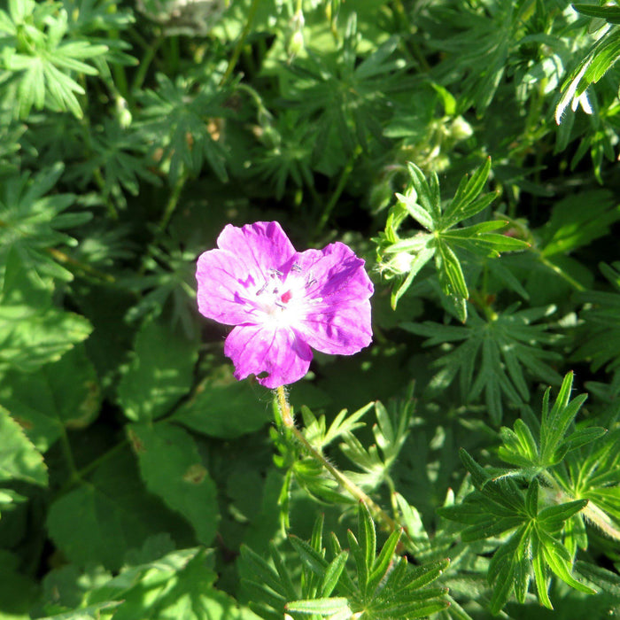Cranesbill, Bevan's Variety Bigroot Cranesbill