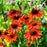 Coneflower, Panama Red Echinacea