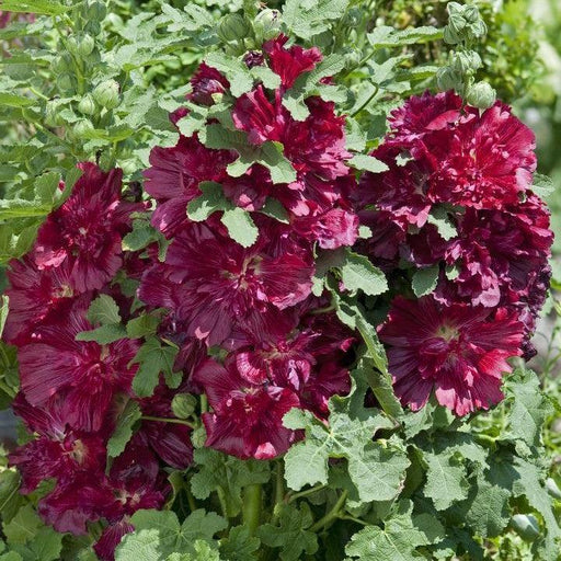 Hollyhock, Spring Celebrities™  Crimson Hollyhock