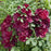 Hollyhock, Spring Celebrities™  Crimson Hollyhock