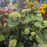 Hydrangea, PW® Incrediball® Storm Proof™ Hydrangea