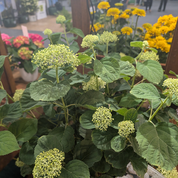 Hydrangea, PW® Incrediball® Storm Proof™ Hydrangea