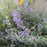 Catmint, Walker's Low Catmint