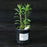 Aster, New England Aster