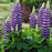 Lupine, Westcountry™ Blacksmith Lupine