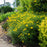 Tickseed, Zagreb Threadleaf Tickseed