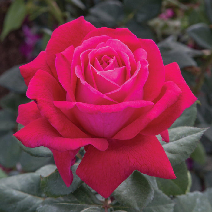 Rose, Sweet Spirit Rose