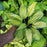 Hosta, June Hosta