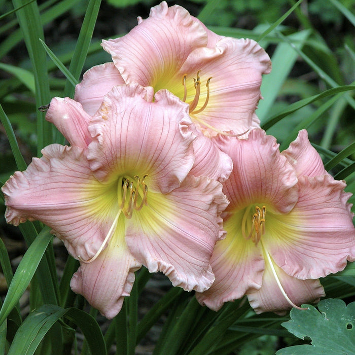 Daylily, Jolyene Nichole Daylily