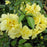 Rose, Flower Carpet® Yellow Rose