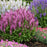 Salvia nemorosa ‘Pink Profusion’  - Pink Profusion Meadow Sage