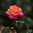 Rose, First Edition® Love & Peace® Rose