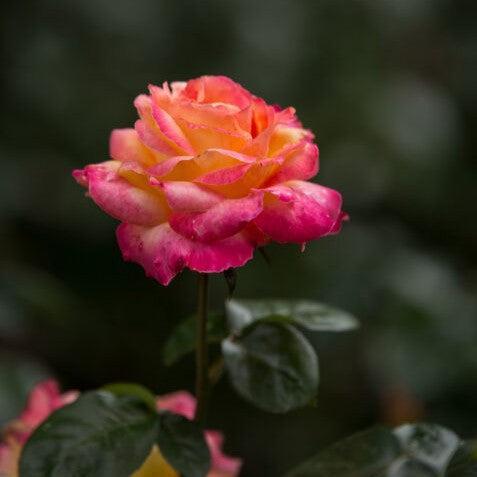 Rose, First Edition® Love & Peace® Rose