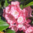 Mountain Laurel, Bridesmaid Mountain Laurel