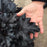 Coral Bells, Primo® Black Pearl Coral Bells