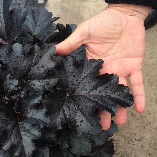 Coral Bells, Primo® Black Pearl Coral Bells