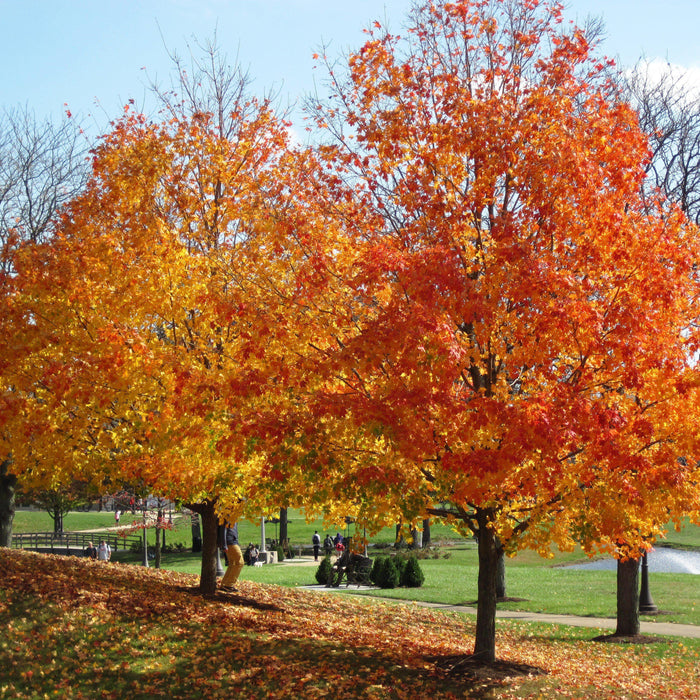 Maple, Sugar Maple