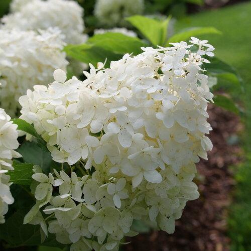 Hydrangea, PW® Puffer Fish® Hydrangea