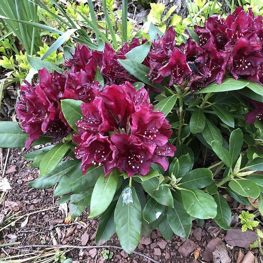 Azalea, Dark Lord Azalea