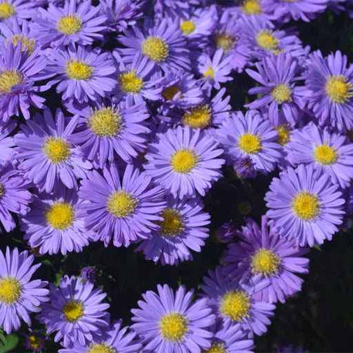 Aster, Kickin Sapphire Aster