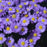 Aster, Kickin Sapphire Aster