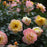 Rose, PW® Color Choice® OSO Easy Italian Ice® Rose