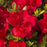 Azalea, Encore Autumn Bonfire Azalea