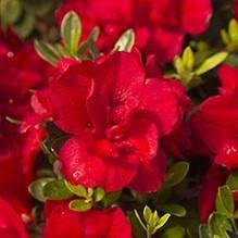 Azalea, Encore Autumn Bonfire Azalea