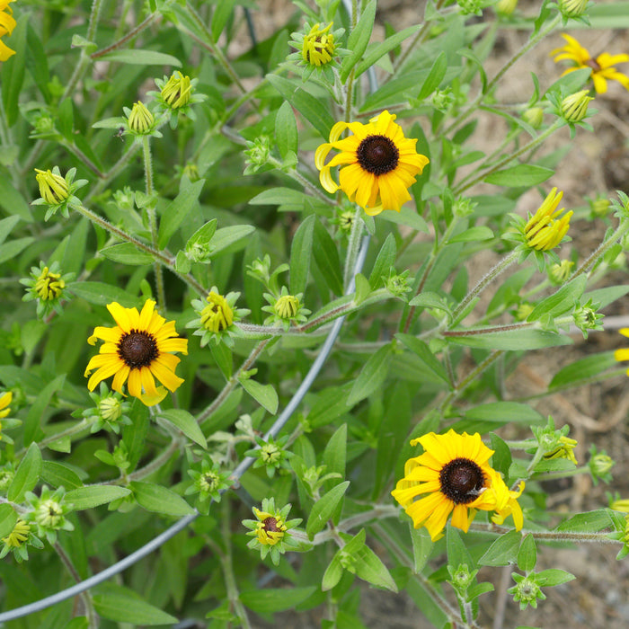Black Eyed Susan, American Gold Rush Black-Eyed Susan