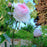 Rose, The Wedgwood Climbing Rose
