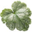 Coral Bells, Dolce® Spearmint Heuchera