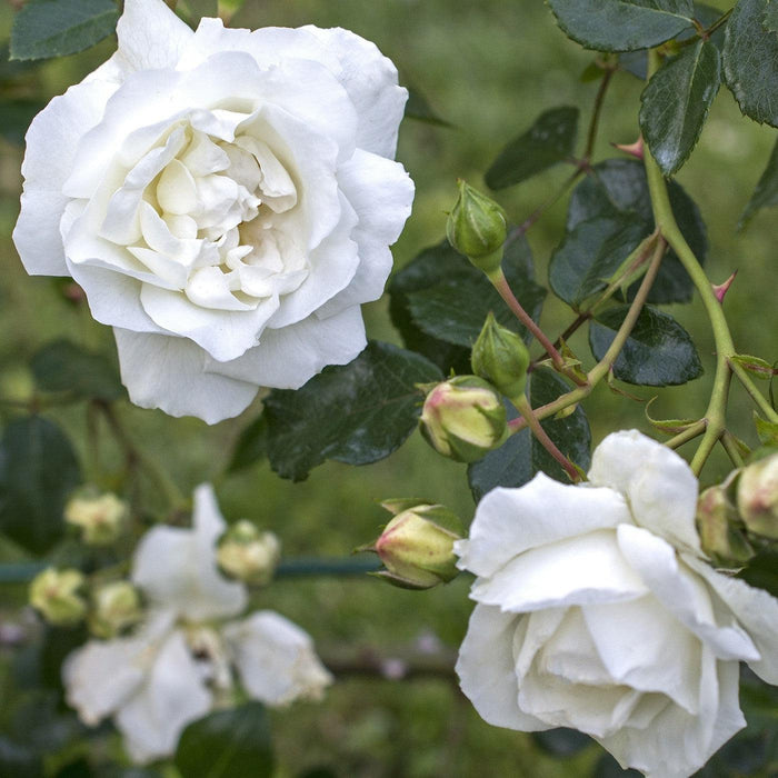 Rose, White Dawn Climbing Rose