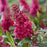 Butterfly Bush, Butterfly Candy® Li'l Raspberry Butterfly Bush