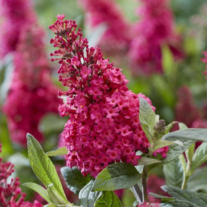 Butterfly Bush, Butterfly Candy® Li'l Raspberry Butterfly Bush