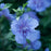 Hibiscus, Blue Chiffon® Hibiscus