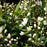 Deutzia, Dwarf Nikko Deutzia