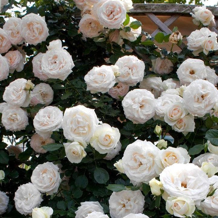 Rose, Eden Climber® White Rose