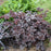 Astilbe, Dark Side of the Moon Astilbe