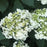 Hydrangea, Haas' Halo Hydrangea
