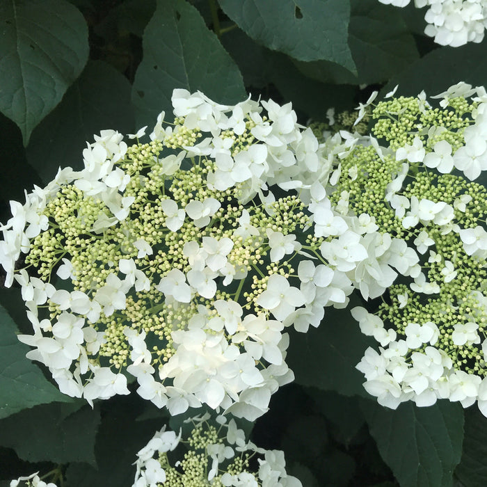 Hydrangea, Haas' Halo Hydrangea