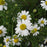 Roman Chamomile