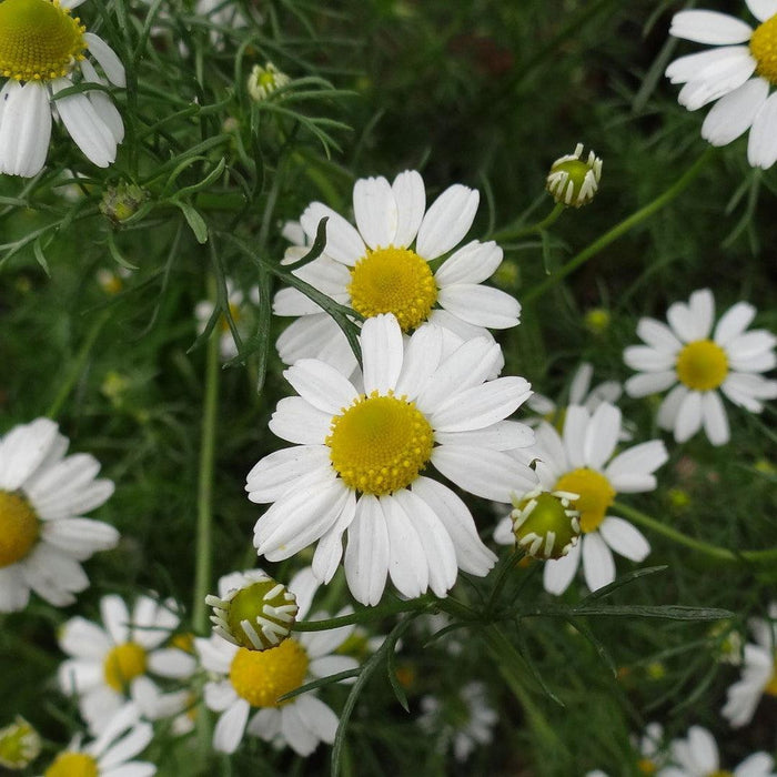 Roman Chamomile